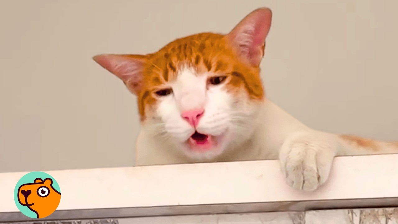 Sleepy looking cat looks down from high place and meows 