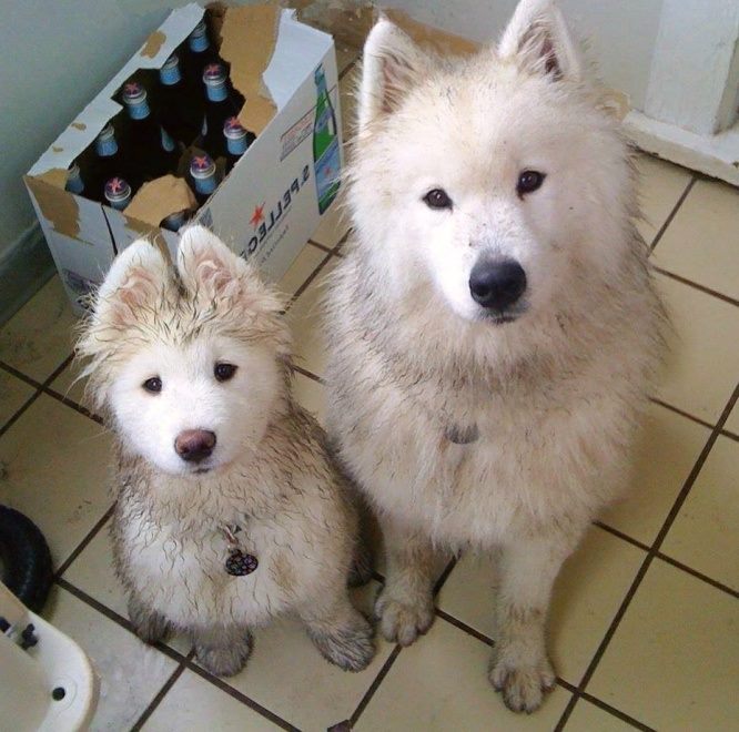 Two white fluffy dogs look up at you. The one on the left is much smaller than the one on the right, and has just stepped into a mud puddle