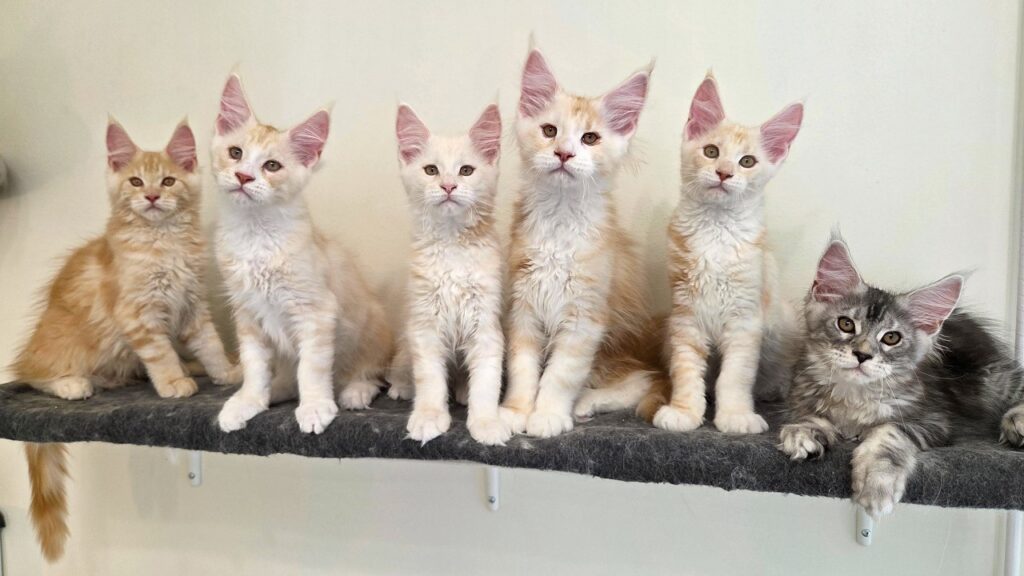 Six kittens stand on a platform attached to the wall.