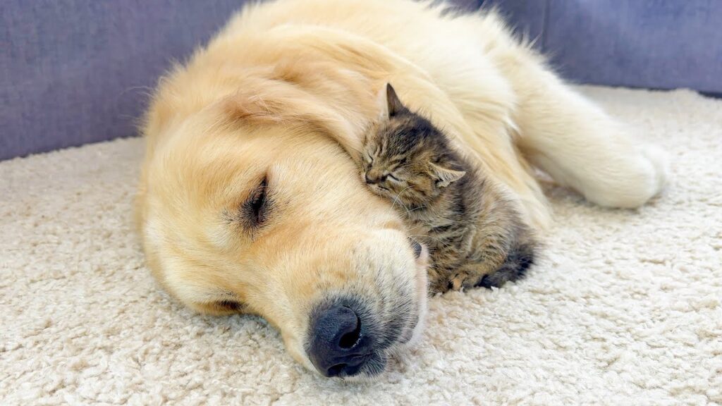 A small kitten cuddles up against the head of a large golden retriever dog