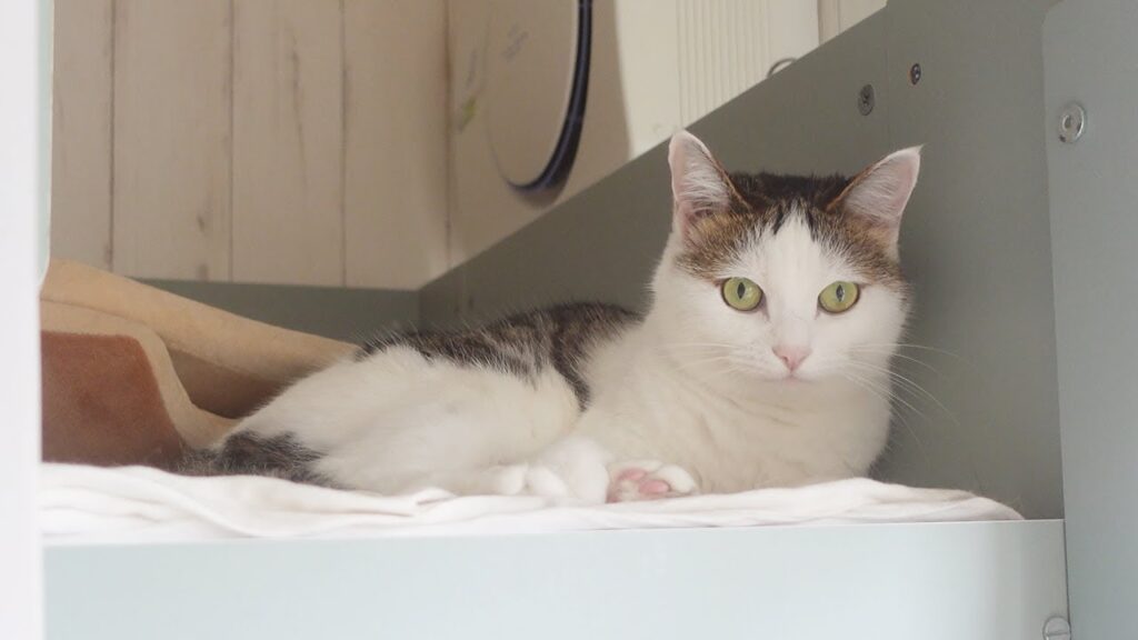 A young cat with white fur and a patch of grey rests on a cushion.