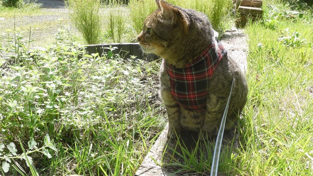 Hana, a cat, stands in a garden wearing a plaid harness