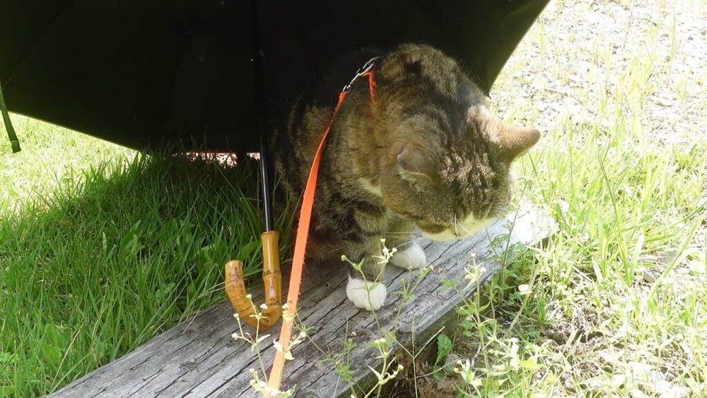 Maru the cat sits in his backyard under the shade of an umbrella resting on its side. He is looking at the ground.