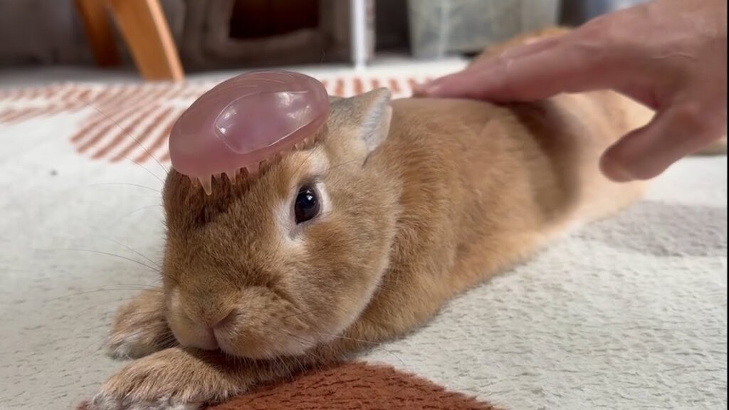 A rabbit with light brown fur lies down on a carpet. A human hand reaching from the right is petting the rabbit. The rabbit has a small airbrush perched on its head.