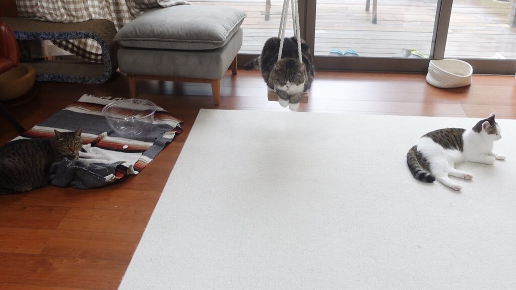 Three cats in a well appointed living room. On the left a gray striped cat plays with a throw rug. In the middle Maru sits on a swing. On the right a cat with white fur and a gray striped patch on her back reclines on a white rug. 