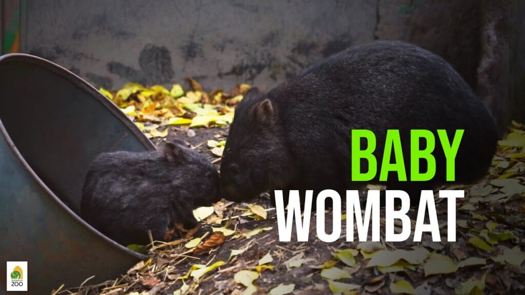 Wombat and her Joey touch noses. Text superimposed on the image reads baby wombat