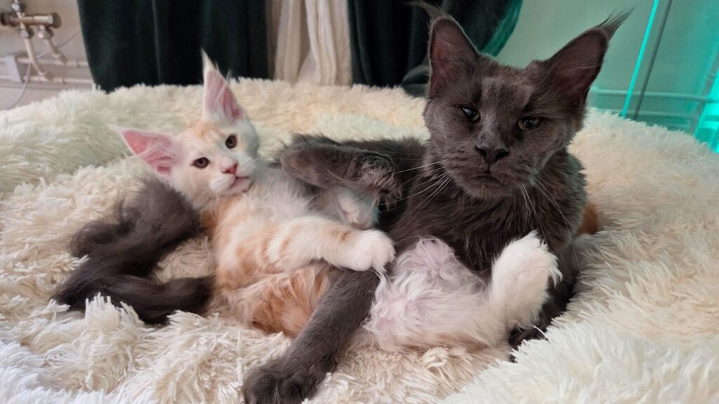 Two Maine Coon cats, a light colored kitten and an older dark gray, cuddle together on a bed.