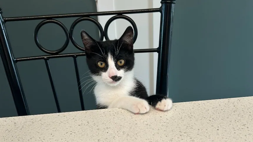 A black and white cat rests its paws on a table and looks at you