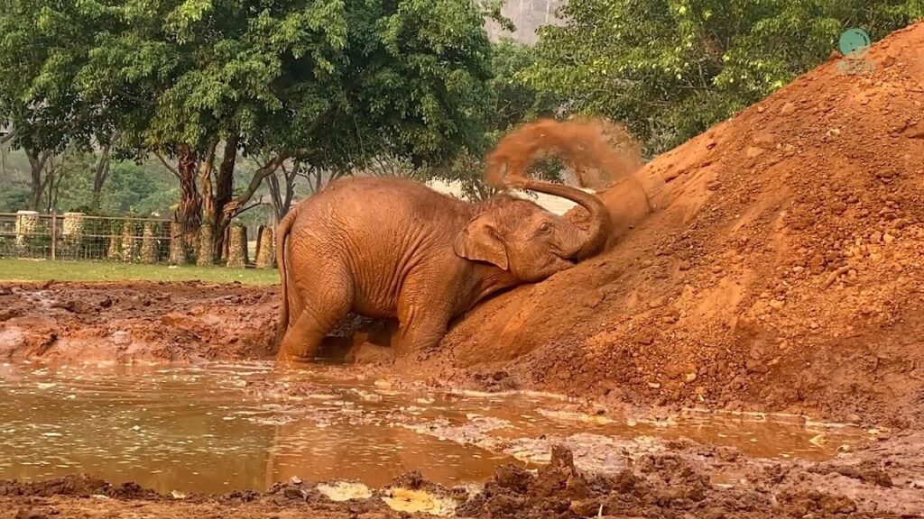 A baby elephant flings dirt from a large dirt pile onto his back