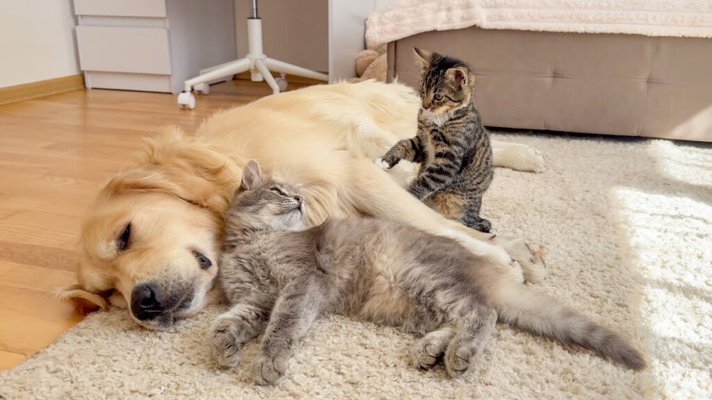 A golden retriever and a cat lie together on the floor. To the right, a small gray striped kitten looks at them.