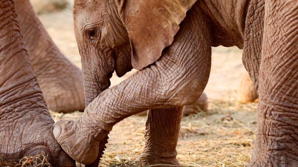 a baby elephant touches her foot against the much larger foot of her mother