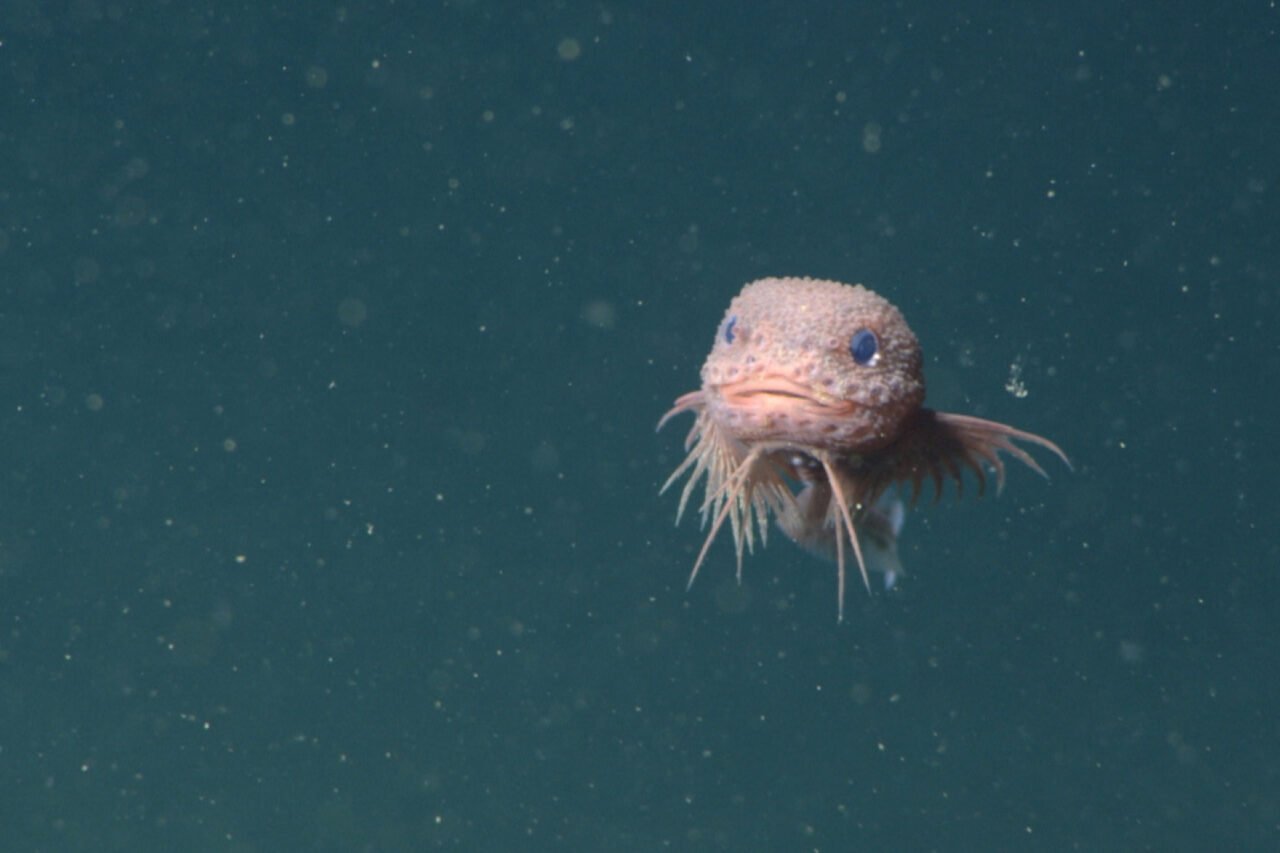 Photograph of a deep sea fish with a cute squishy spongy head