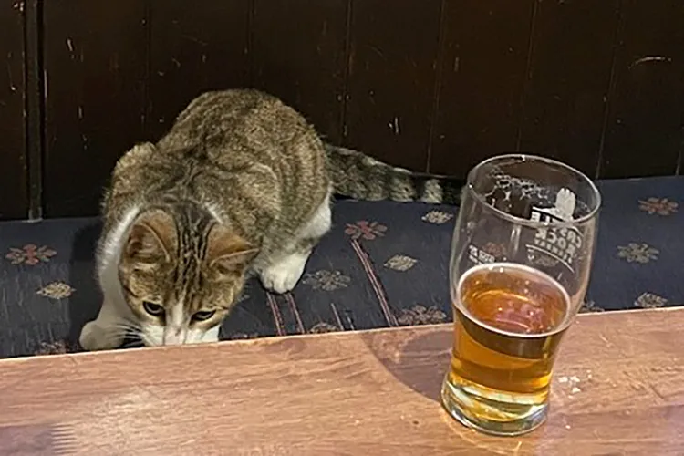 Cat stands next to a glass of beer