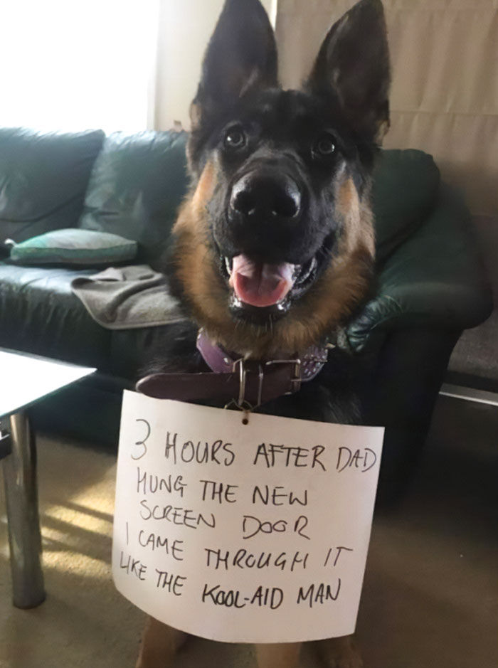German Shepherd dog wears hand written sign: "3 hours after dad hung the new screen door I came through it like the Kool-aid man"