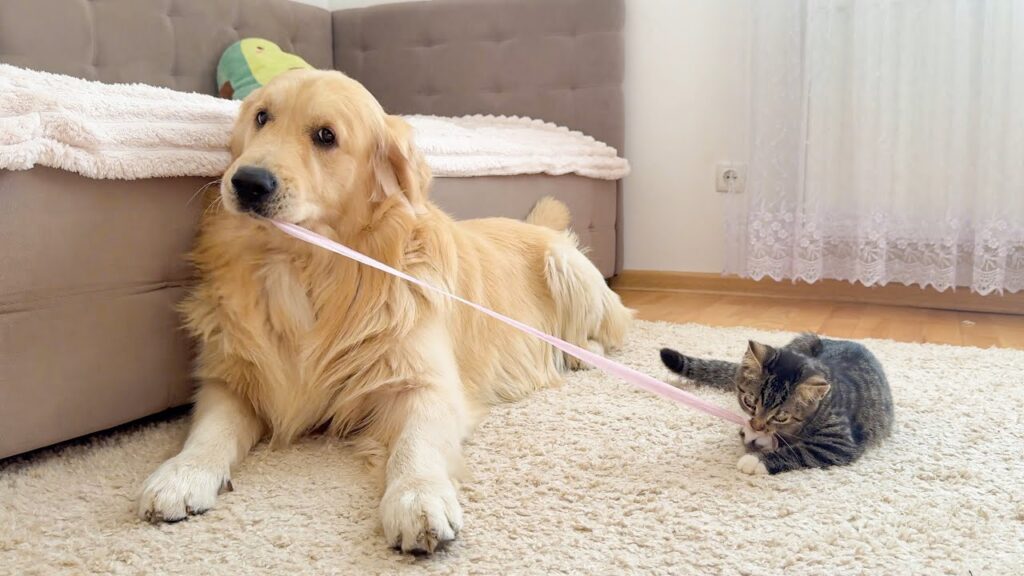 A golden retriever dog lies down on the floor holding a ribbon in its mouth. On the right, holding the other end of the ribbon, is a small kitten.