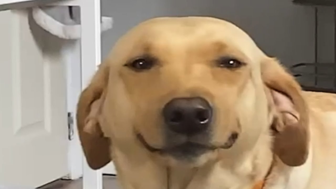 Close up of a dog with light yellow fur and a smug little smile on her face.