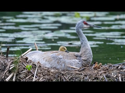A gosling chick pokes its head out from under the feathers of a sandhill crane.