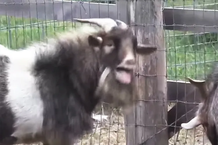 Still image from a video of a goat yelling