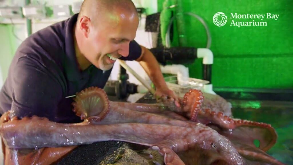 An octopus reaches her tentacles from inside a tank and hugs a smiling man. In the upper right corner is the logo for Monterey Bay Aquarium.