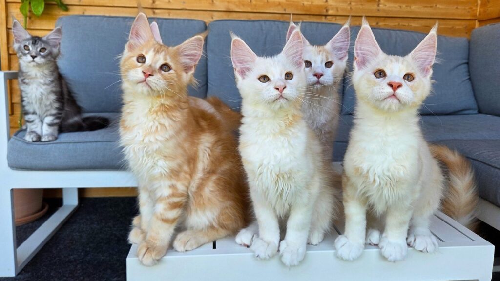 Four Maine Coon kittens stand on a table looking up. A fifth kitten stands on the sofa behind them.