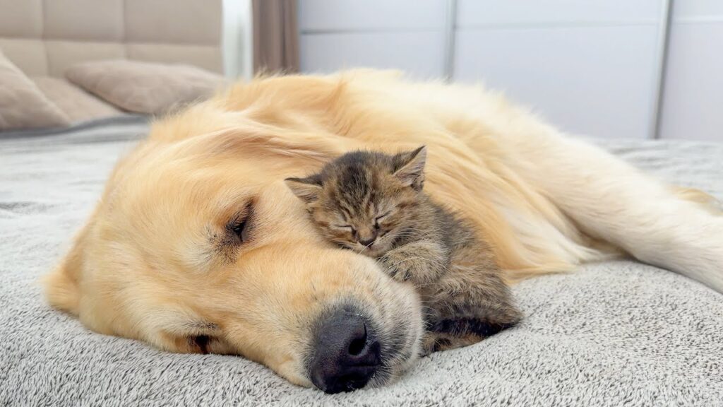 A small gray kitten rests its head on the cheek of a large golden retriever lying on the ground