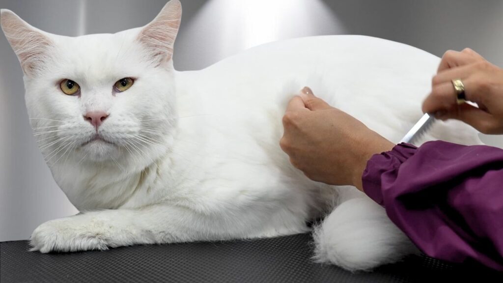A woman combs the fur of a large white cat