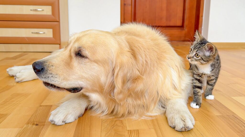 Golden retriever dog lies on floor, looking away from a grey kitten to the right
