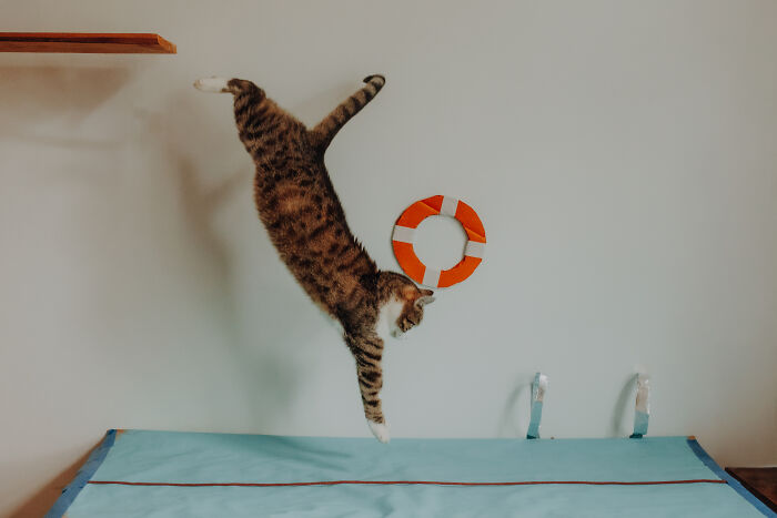 A cat jumps from a platform onto a surface decorated to look like a swimming pool. A toy life preserver hangs on the wall behind.