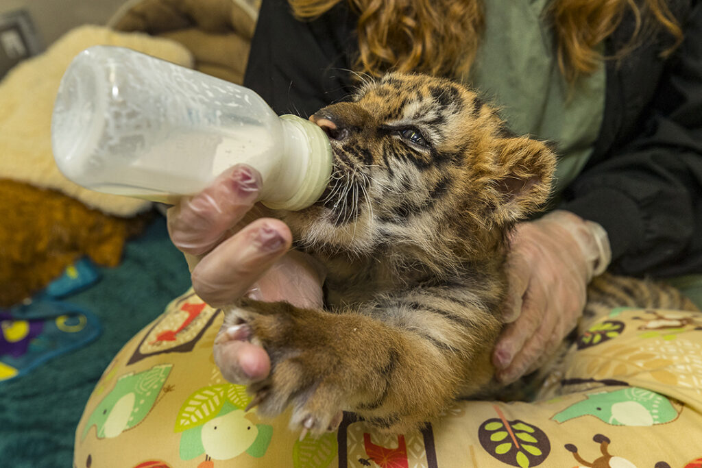 Tiger cub drinks from a bottle of milk
