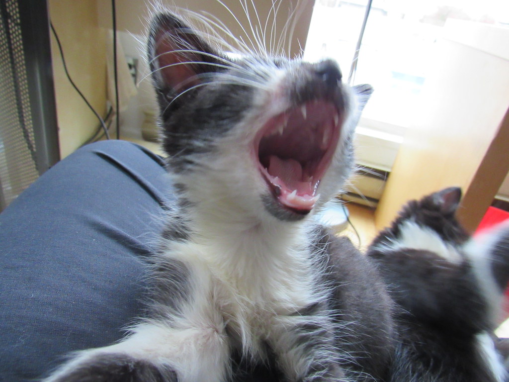 Kitten lifts head and opens mouth
