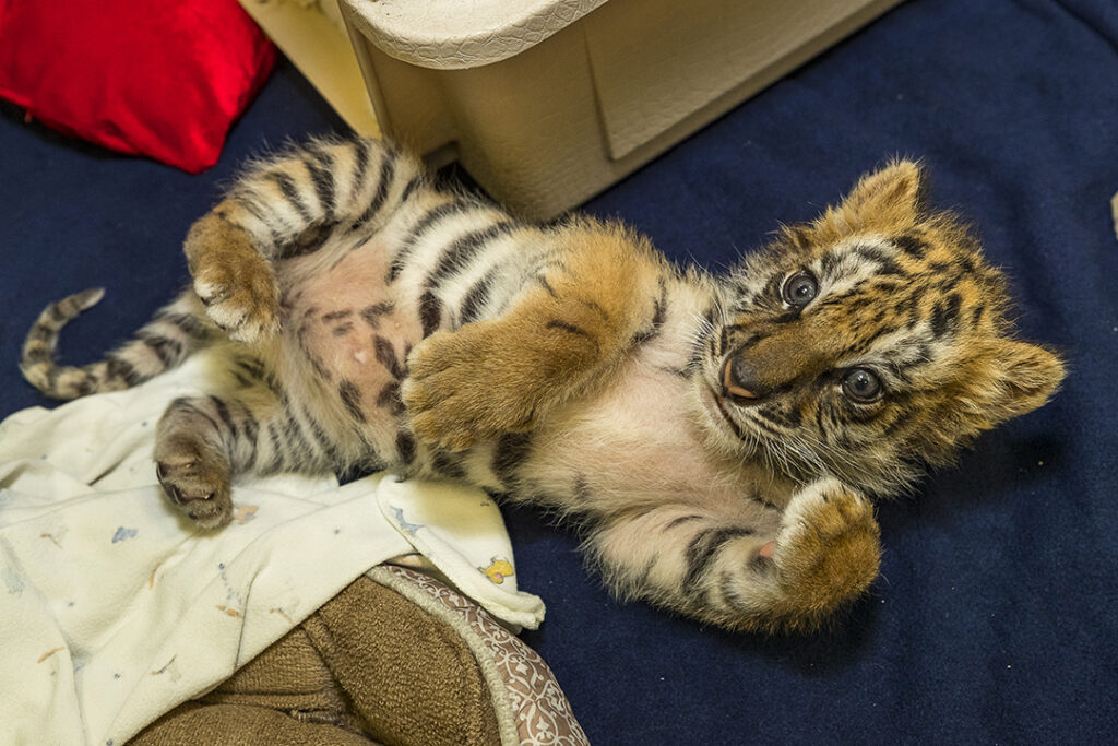 A tiger cub lies on his back.