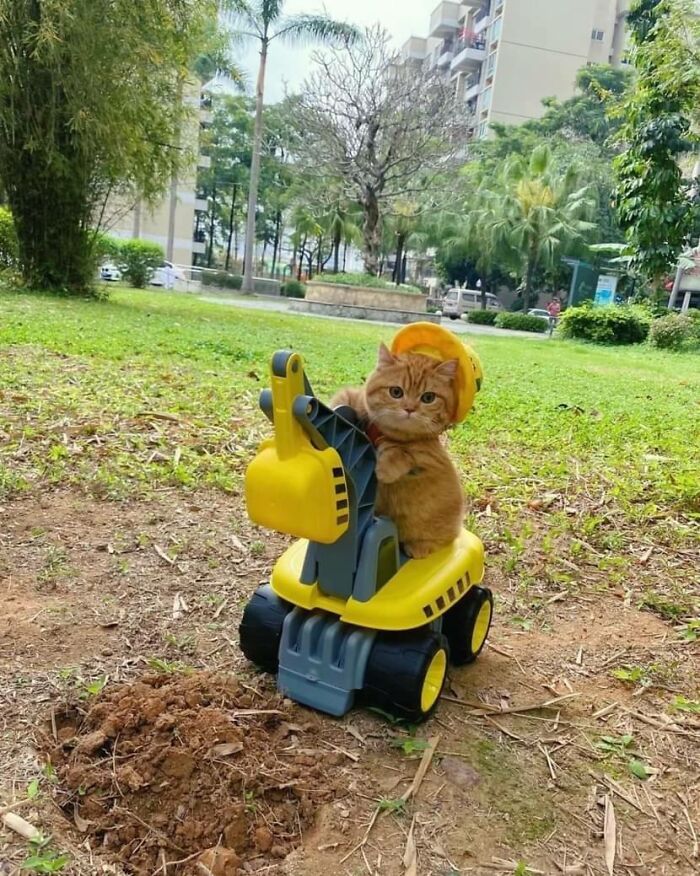 A cat sits on a toy excavator
