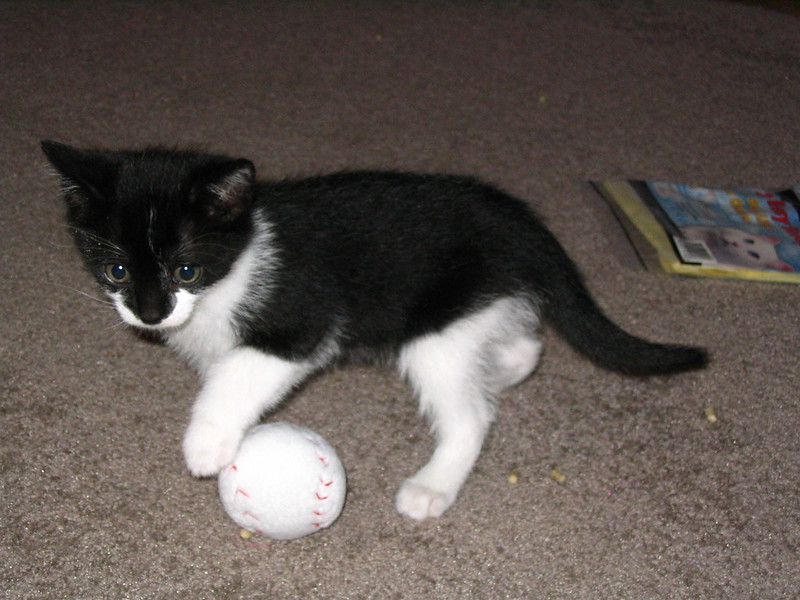 A black and white kitten places its paw on a baseball toy.