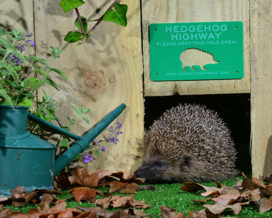 A hedgehog emerges from a gap in a fence under a sign reading "hedgehog highway"
