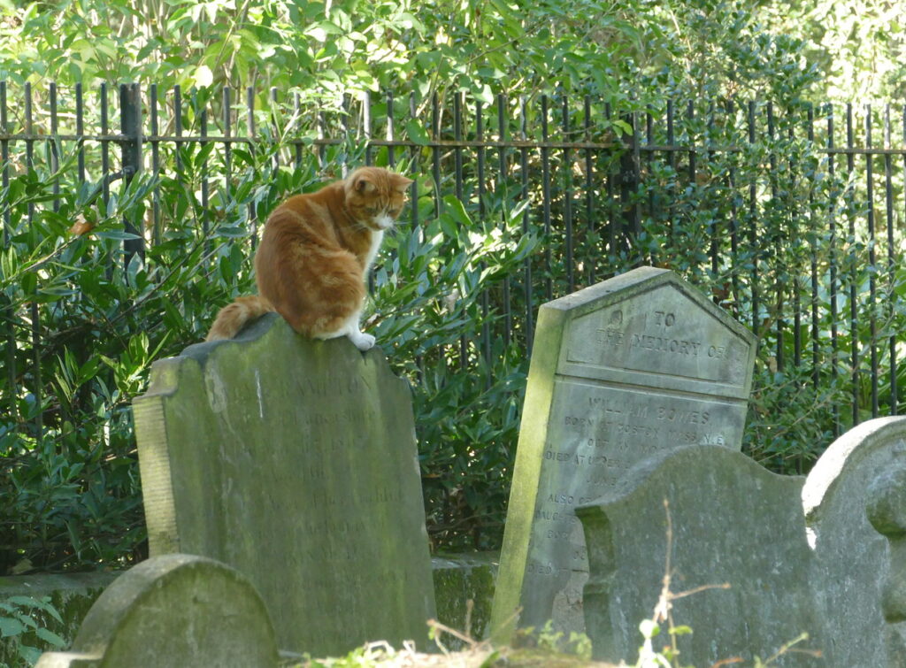 in a graveyard, a cat with orange fur sits on one of several tilted tombstones and looks down at the ground.