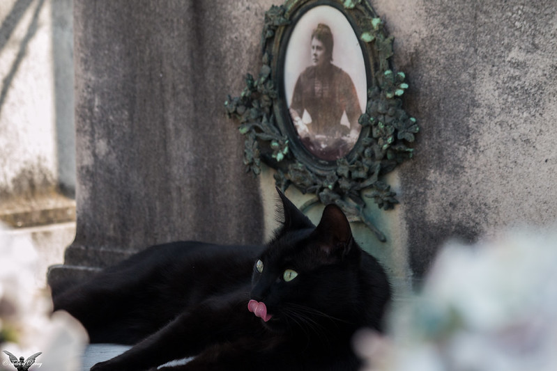 in a graveyard, a black cat sits on a grave beneath an antique photograph of a woman. The cat is licking its face with its tongue.