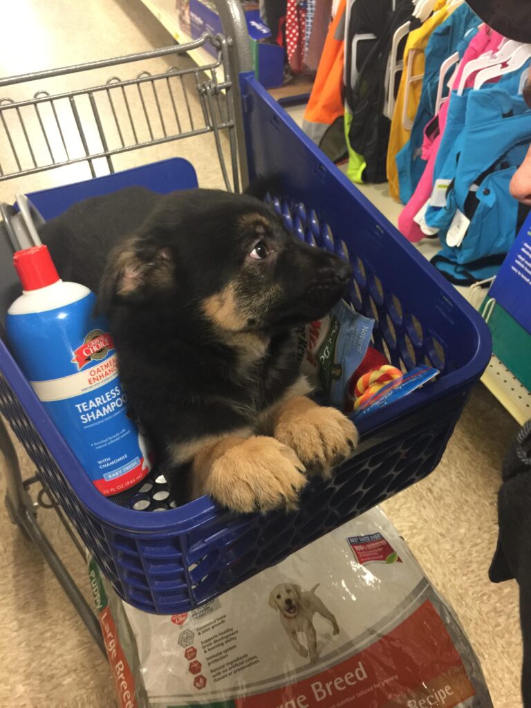 in a pet store, a german shepherd puppy sits in a shopping cart and regards a rack of dog outfits