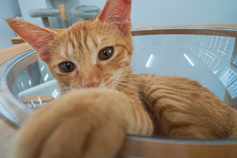 an orange striped kitten lounges inside a clear plastic bowl, resting one of its paws on the edge very close to you.