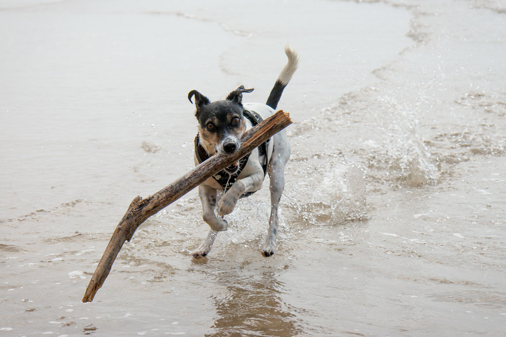 A dog runs on the beach carrying a large stick with a slight bend in its mouth 