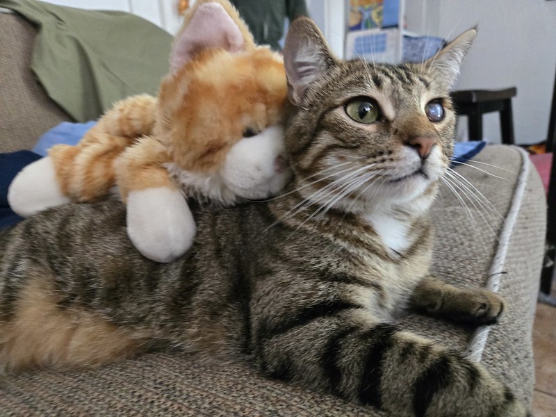 a tabby cat lies on a sofa cushion. a stuffed cat lies on the cat's back.