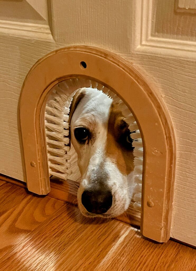 A dog peeks through a small opening in a door, too small for it to crawl through.