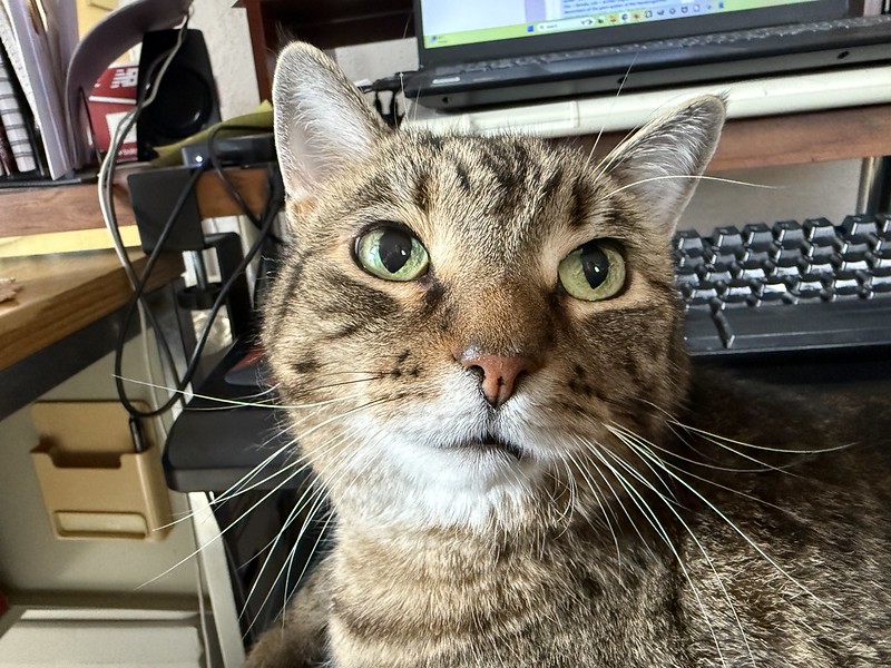 Close up of a handsome cat with a smug smile on its face. 