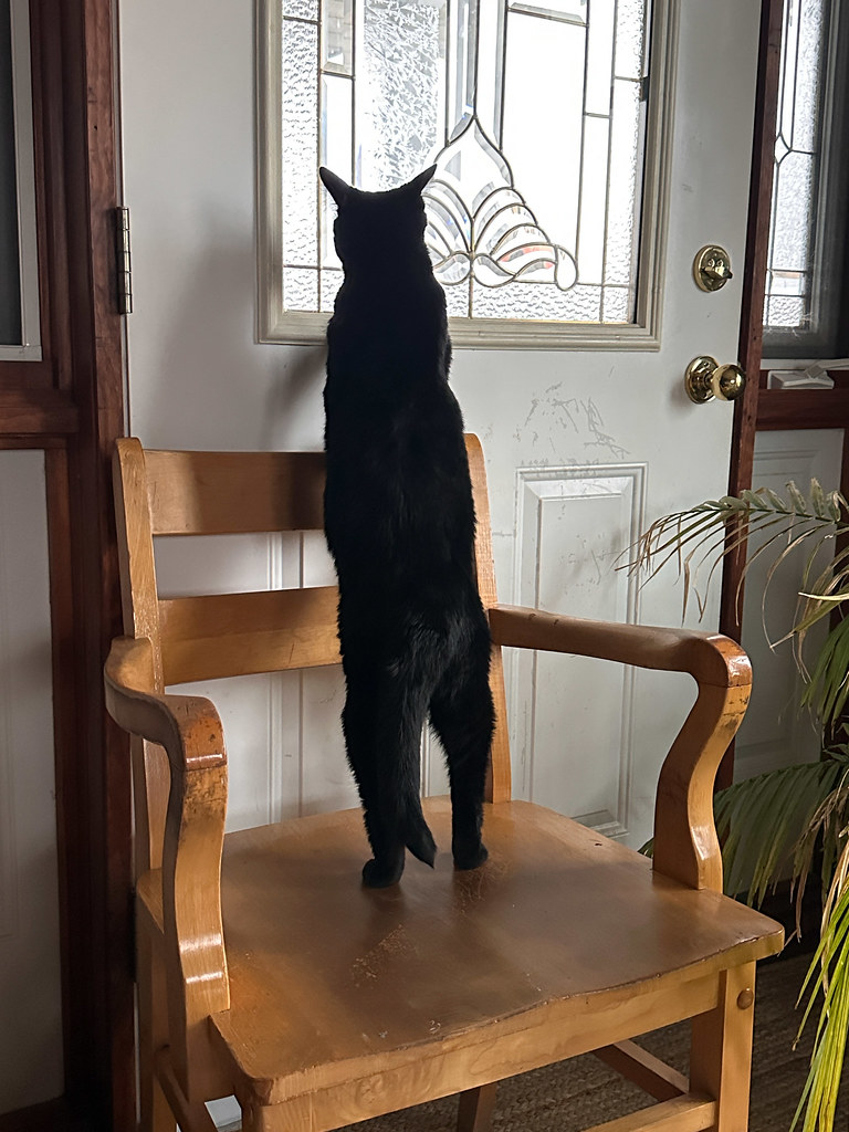 black cat stands on a chair pressed against a door