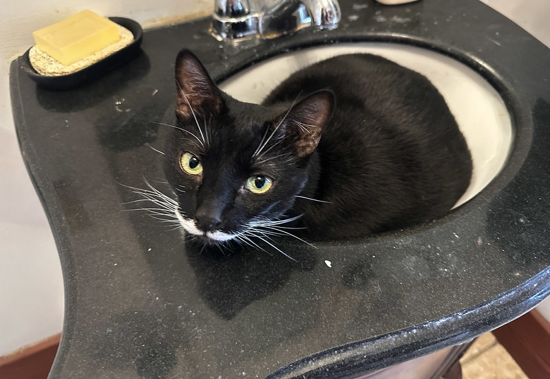 A cat with black fur and a white mustache under its nose sits in a bathroom sink looking up at you