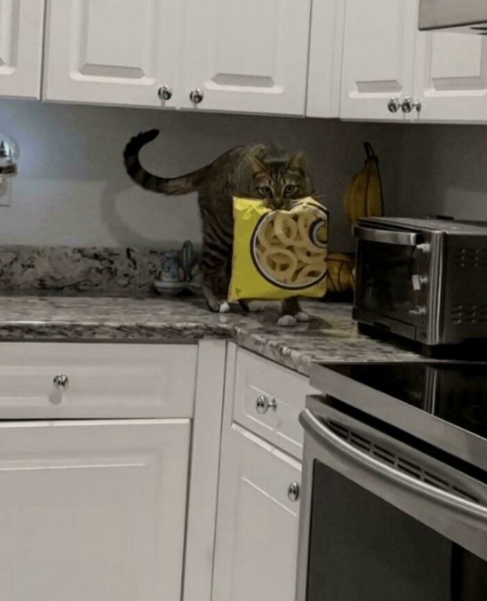Cat on kitchen counter holds a bag of Funyuns onion ring snacks in its mouth.
