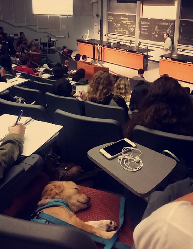 In a crowded college lecture hall, a small puppy lies sleeping on one of the seats.