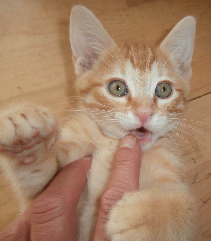 An orange striped kitten lies on its back with its mouth slightly open to reveal small teeth. A human hand is touching the kitten's mouth.