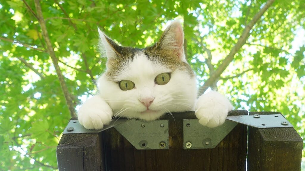A young cat named Miri, with white fur and grey highlights on her head, looks down at you from a platform.