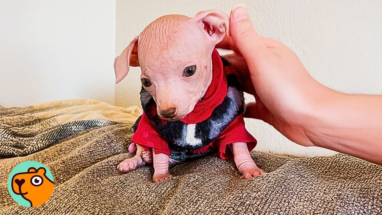 A small hairless puppy wears a sweater.