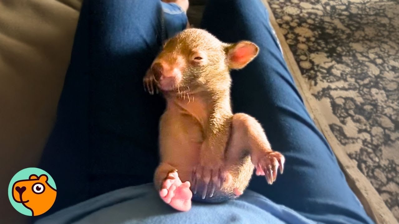 A wombat joey lies on its back on top of human legs
